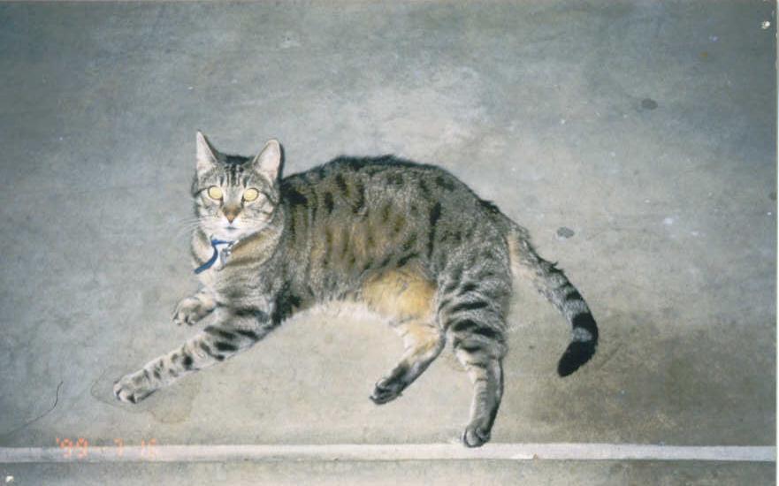 Sweet ol' kitty