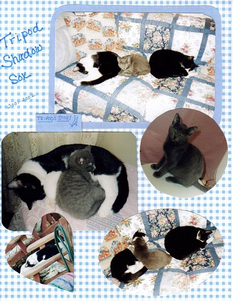 Family Pets