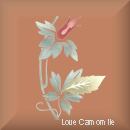 Thank You Camomile!