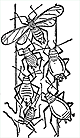 aphids