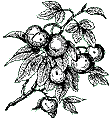 Apples