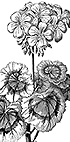 Geranium