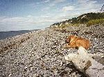 Amber in homer,looking over the inlet