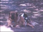 Amber and Timber, her Baby goat