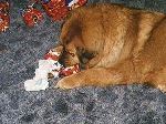 Amber at Christmas