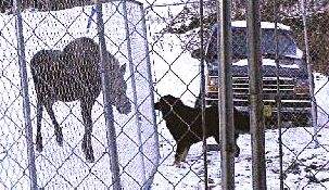 Fearless Savannah and the moose