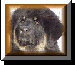 Michelle
Porter's Sherekhan Kennel