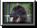 Pacific Northwest Tibetan Mastiff Association