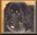 Tibetan Mastiff Club of America