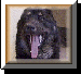 Kathleen <*>*<*> Citadel Tibetan Mastiffs