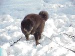 She liked the snow. Good thing. ;-)