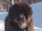 Savannah was well haired for her new life.