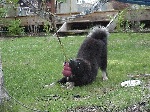 Savannah eats everything in the yard.