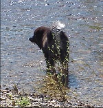 checking out the wet stuff. Its better than the bath tub.