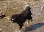 Playing fetch.