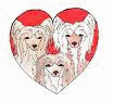 Chinese crested rescue