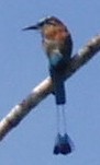Motmot bird