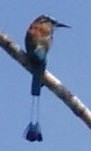 Motmot bird