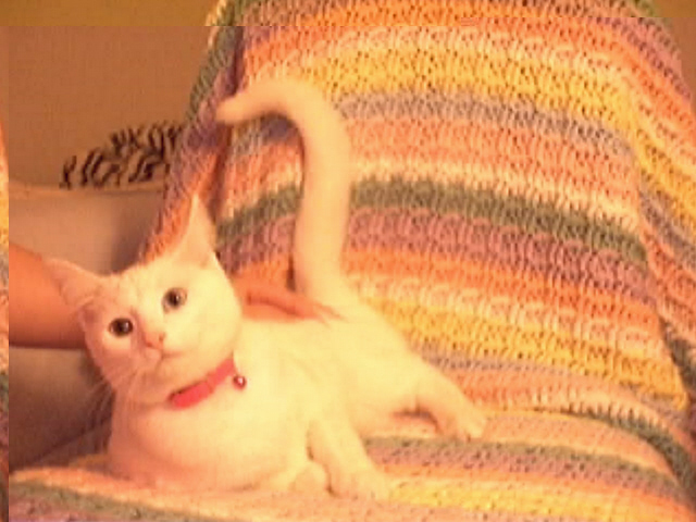 picture of cotton