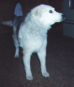 Buffy in the kitchen