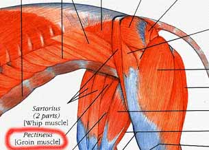 Groin.JPG (33070 bytes)