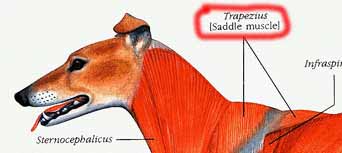Saddle.JPG (18197 bytes)
