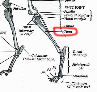 Tibiamid.JPG (38540 bytes)