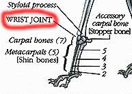 Wrist.JPG (14579 bytes)