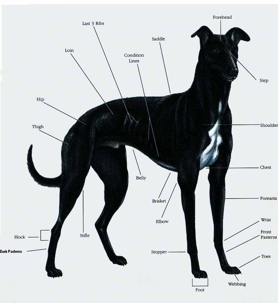 blackdog.JPG (143830 bytes)