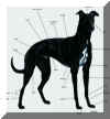 blackdog.JPG (143830 bytes)