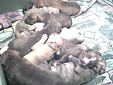 puppies, dogs, pitbulls
