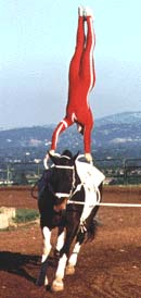 Individual vaulting - an excellent handstand!