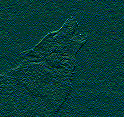 howling wolf