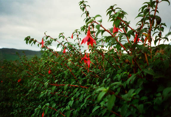 Fuschia Hedges on Dingle Peninsula, Co. Kerry, Ireland by Rutledge
