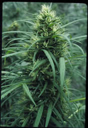 True Love at HighTimes.com