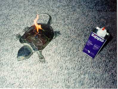 No Turtles Were Harmed in the Making of This Picture... Really!