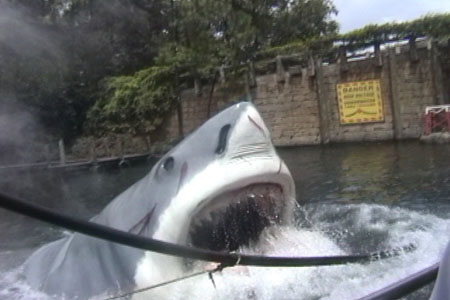 19_Shark