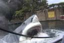 19_Shark