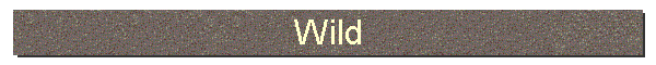 Wild
