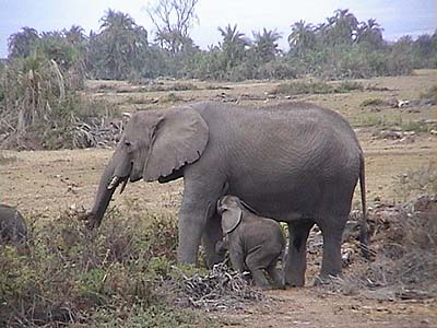 elephant
