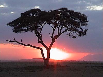 Amboseli national park