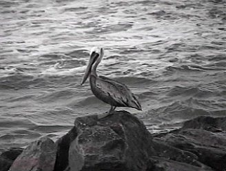 [Pelican]