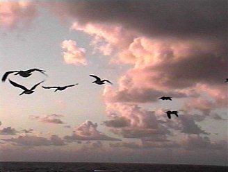 [Flight of Pelicans]