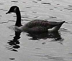 [Can-goose]