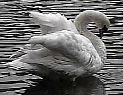 [Swan]