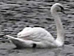 [Swan]