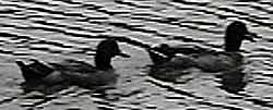 [Mallards]
