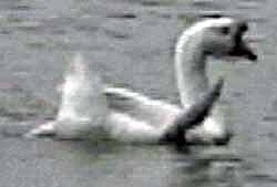 [African goose]