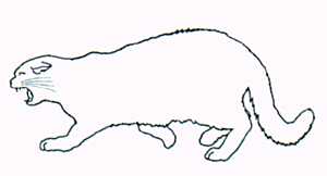 [Aggressive Cat]