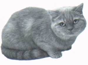 [Cute Cat]